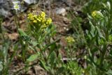 Alyssum turkestanicum variety desertorum. Часть цветущего растения. Казахстан, Туркестанская обл., окр. с. Жабаглы, плато Иирсу, ≈ 1600 м н.у.м., сухая каменистая нагорная степь. 27 апреля 2026 г.
