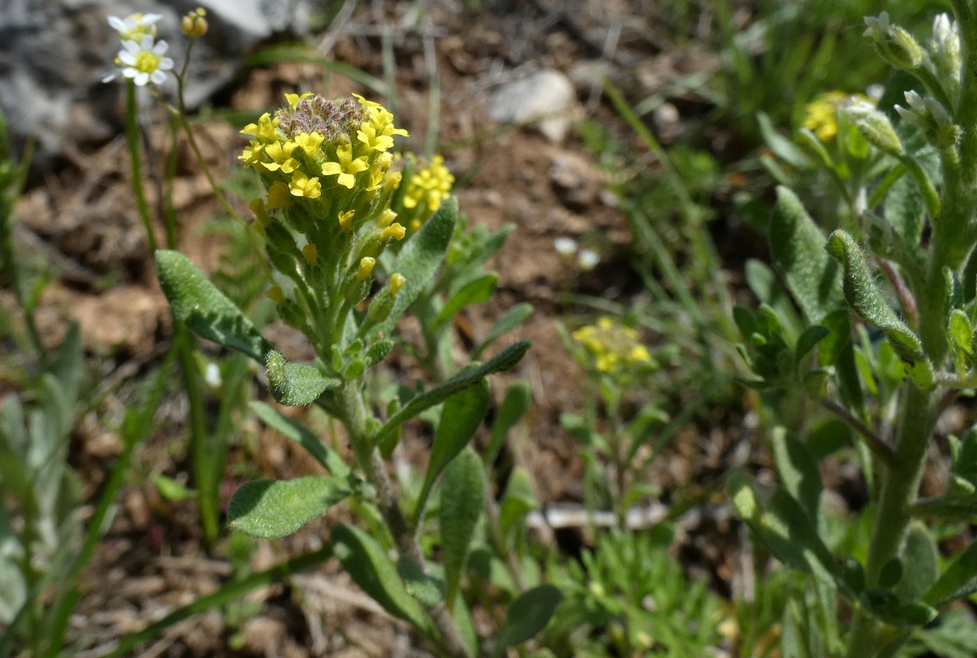 Image of Alyssum turkestanicum var. desertorum specimen.