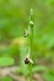 род Ophrys