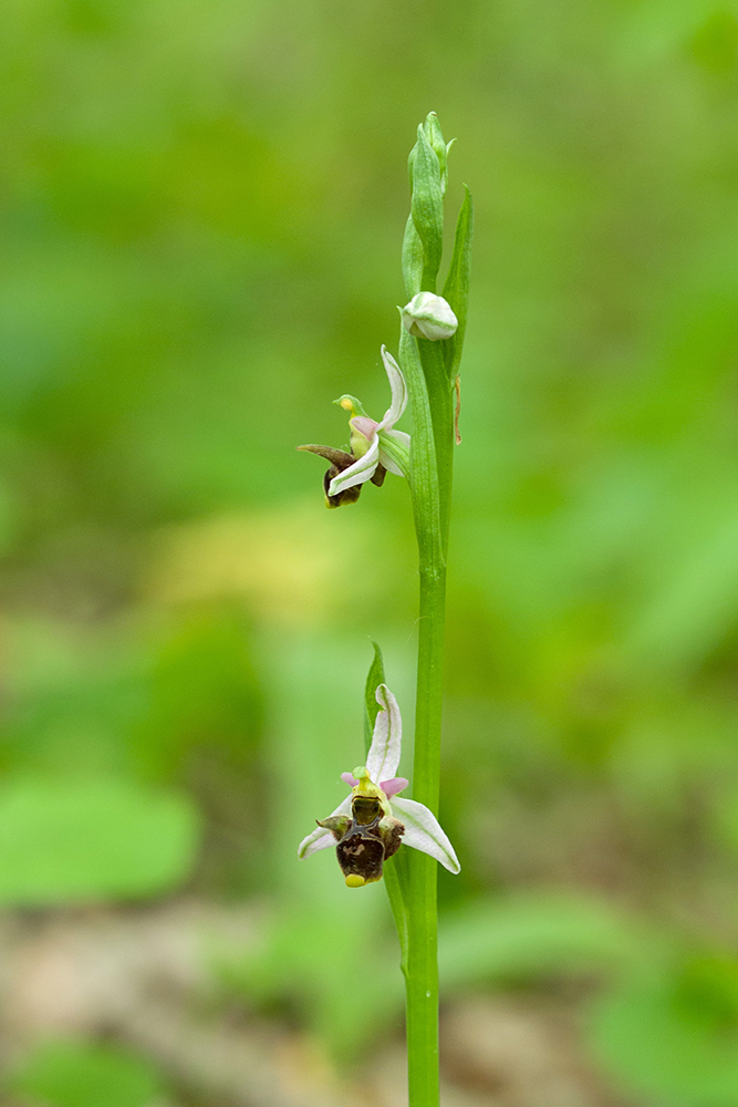 Изображение особи род Ophrys.