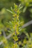 Rhamnus erythroxyloides