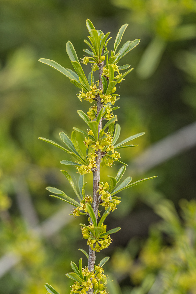 Изображение особи Rhamnus erythroxyloides.