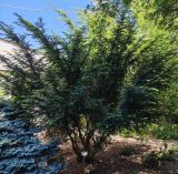 Taxus baccata. Вегетирующее растение. Слева - Picea pungens ('Glauca globosa'). Волгоград, Волгоградский региональный ботанический сад. 23.05.2026.
