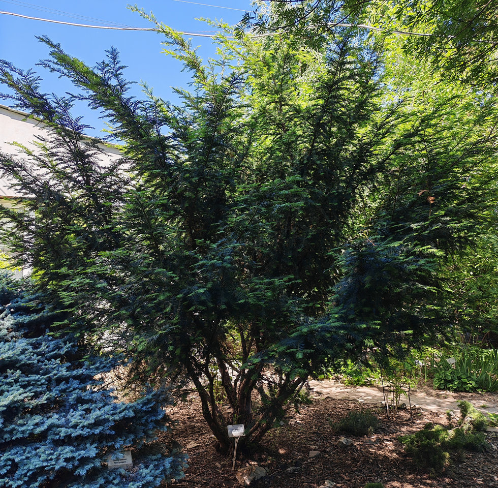 Image of Taxus baccata specimen.