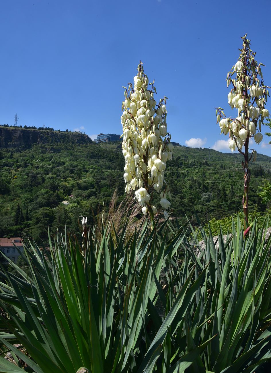 Image of genus Yucca specimen.
