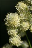 Thalictrum lucidum. Часть общего соцветия. Санкт-Петербург, Петергоф, Луговой парк, разнотравный луг (с преобладанием Aegopodium podagraria) между дорожкой и берегом Старопетергофского канала. 29.06.2026.