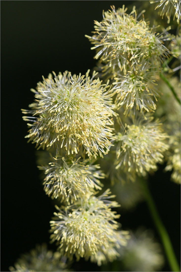Изображение особи Thalictrum lucidum.