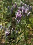 Jurinea multiflora. Соцветие с цветками и бутонами. Оренбургская обл., Саракташский р-н, Жёлтинский сельсовет, окр. хут. Султанбаево, луговая степь. 9 июня 2025 г.