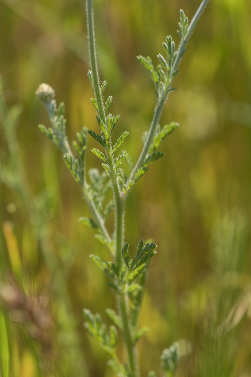 Изображение особи Anthemis ruthenica.