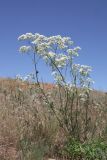 род Galium