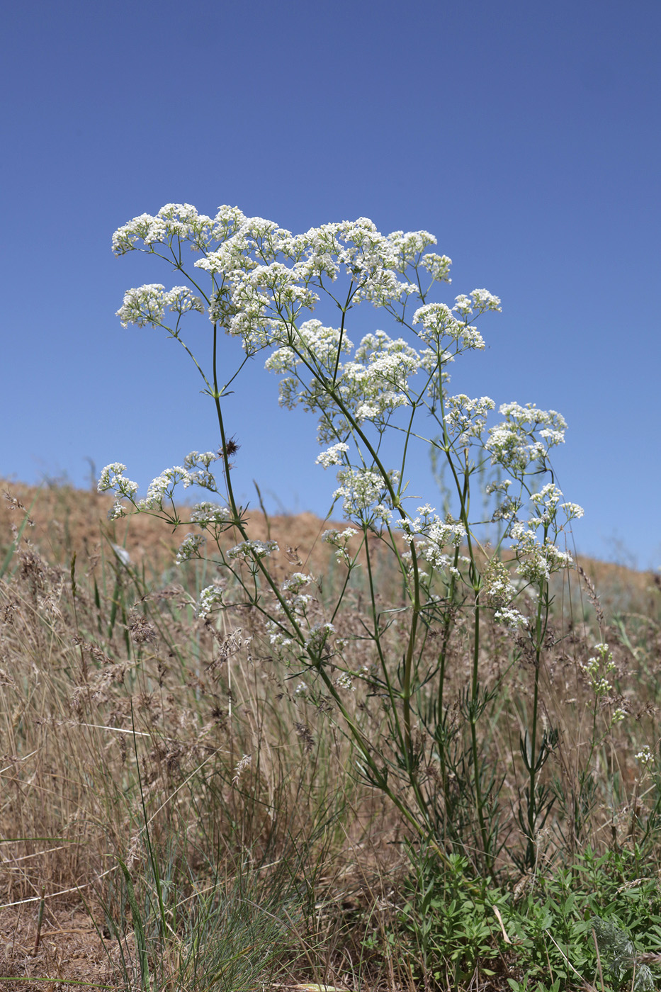 Изображение особи род Galium.