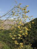 genus Cousinia