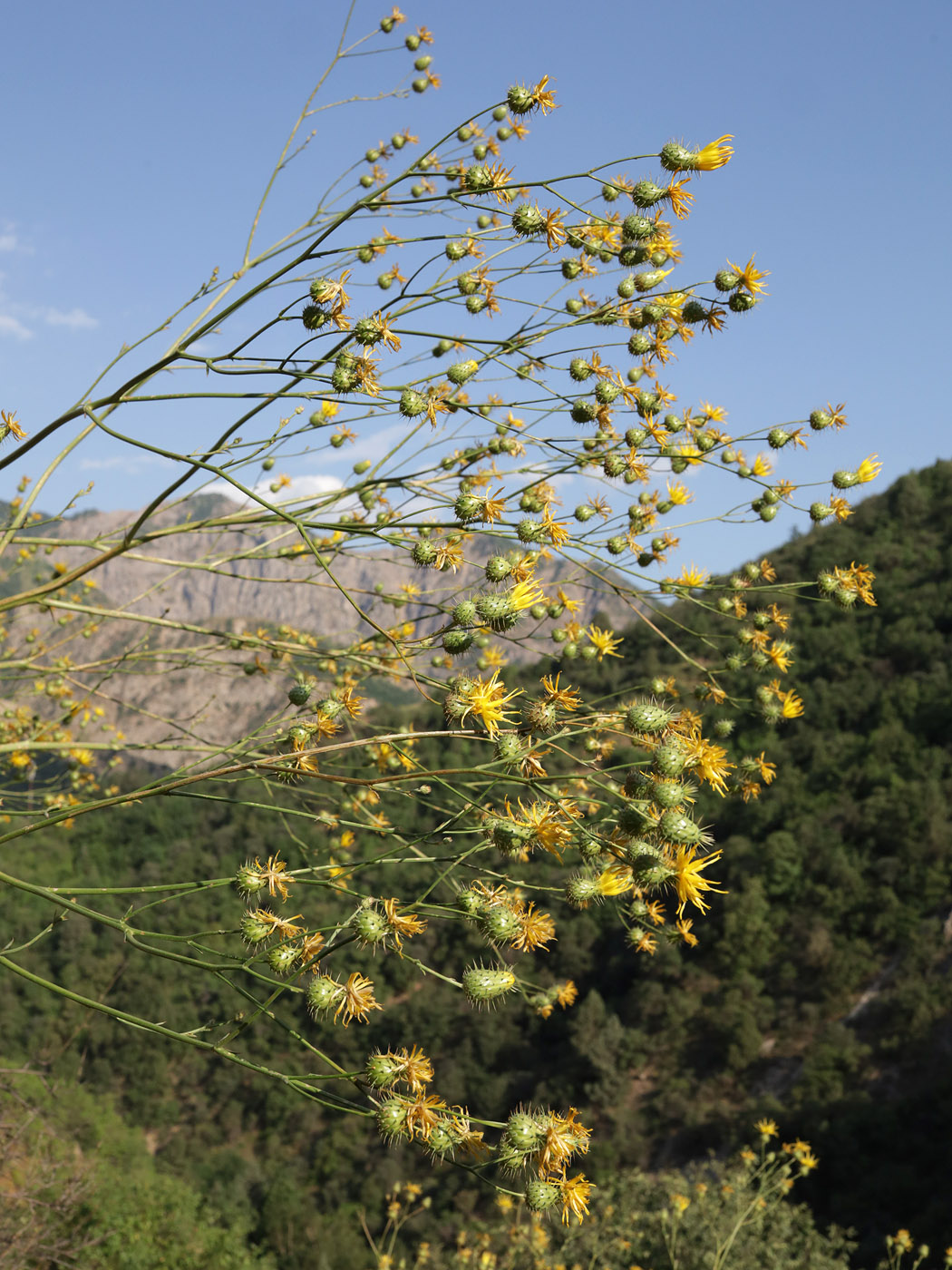Image of genus Cousinia specimen.