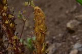 unknown species. Верхушка растения с развивающимся соцветием. Турция, ил Артвин, дер. Багджилар (Bağcılar), крутой земляной склон. 12 июня 2026 г.