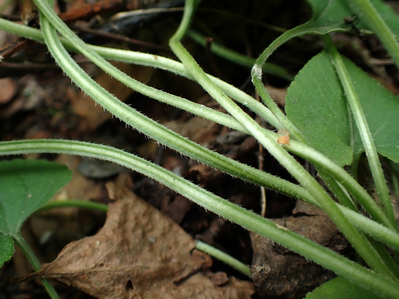 Image of Viola brachyceras specimen.