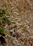 Avena sterilis. Верхушки плодоносящих растений. Португалия, о-в Мадейра, мыс Сан-Лоренцо, сухой склон. 12.06.2026.