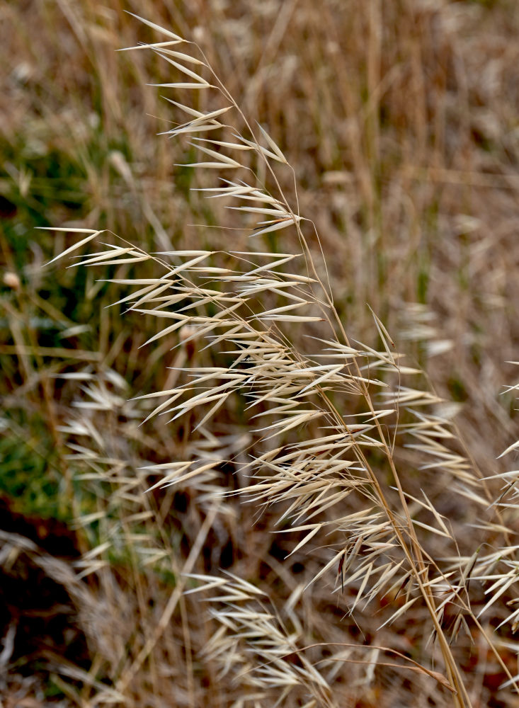 Image of Avena sterilis specimen.