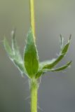 Anemonastrum speciosum. Часть побега. Карачаево-Черкесия, Карачаевский р-н, ущ. ручья Тырменлыкол, 2900 м н.у.м., альпийский луг. 08.08.2026.