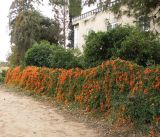 Pyrostegia venusta