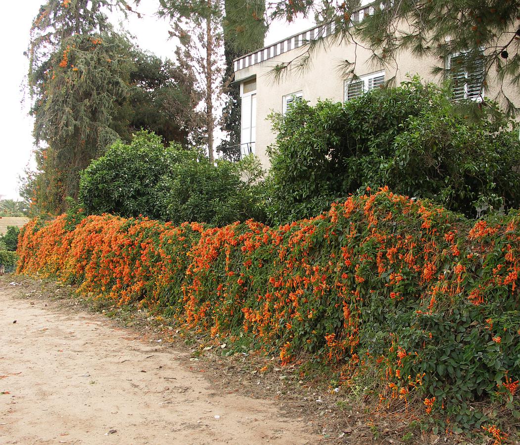 Изображение особи Pyrostegia venusta.