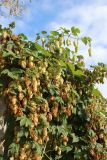 Humulus lupulus. Плодоносящие побеги. Беларусь, г. Витебск, ул. Кондратьева близ музея М. Шагала, на заборе. 03.10.2026.