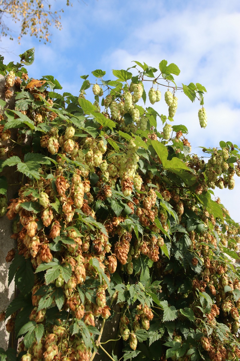 Image of Humulus lupulus specimen.