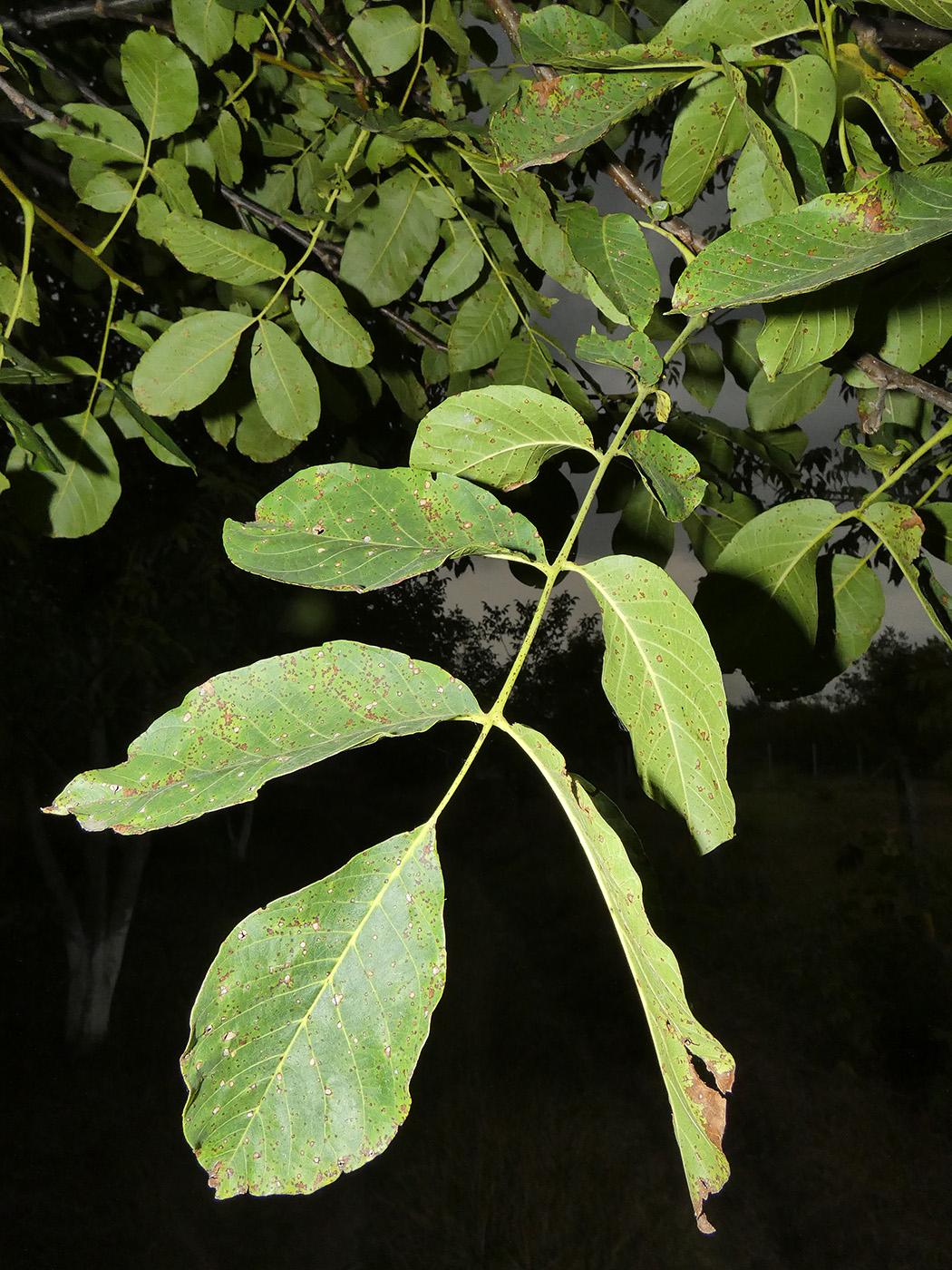 Изображение особи Juglans regia.