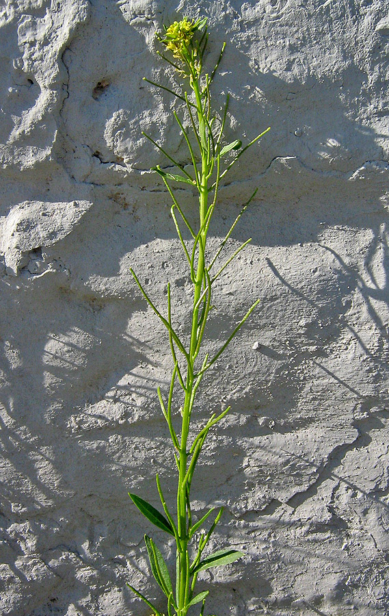 Изображение особи Sisymbrium confertum.