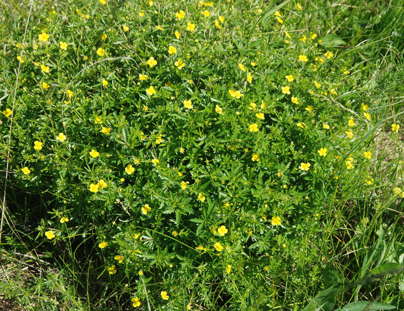 Изображение особи Potentilla erecta.