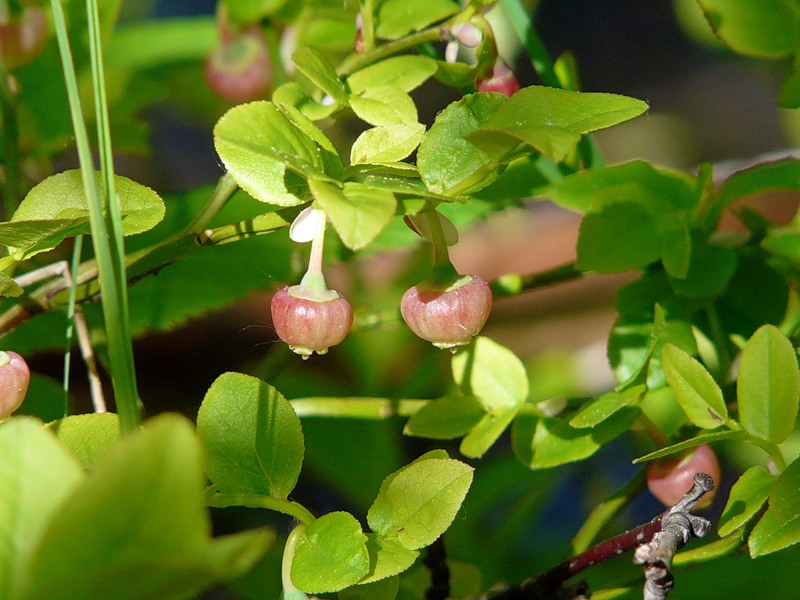 Изображение особи Vaccinium myrtillus.