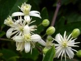 Clematis vitalba. Цветки и бутоны. Южный берег Крыма, Понизовка, Август 2004 г.