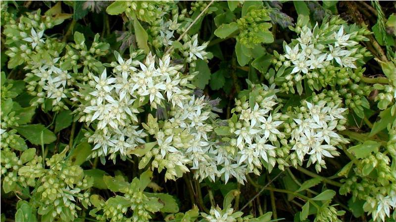 Image of Sedum oppositifolium specimen.