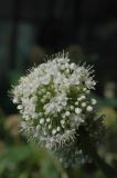 Allium galanthum