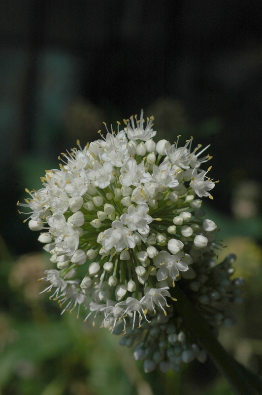 Изображение особи Allium galanthum.