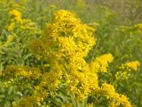 Solidago gigantea