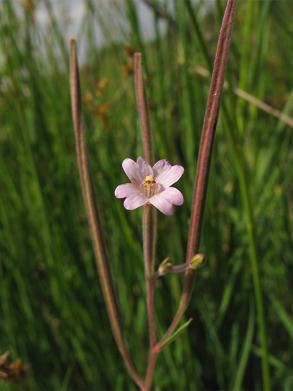 Image of Epilobium palustre specimen.