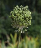 Allium affine