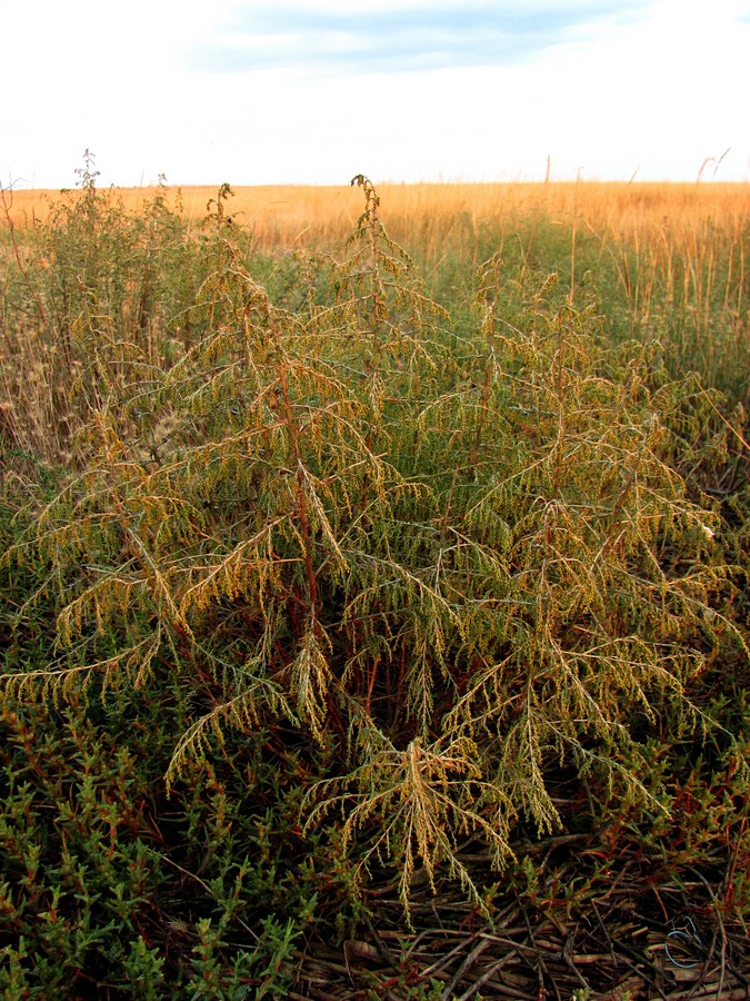 Изображение особи Artemisia santonicum.