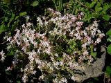 Sedum anglicum ssp. pyrenaicum