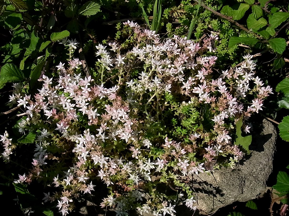 Image of Sedum anglicum ssp. pyrenaicum specimen.