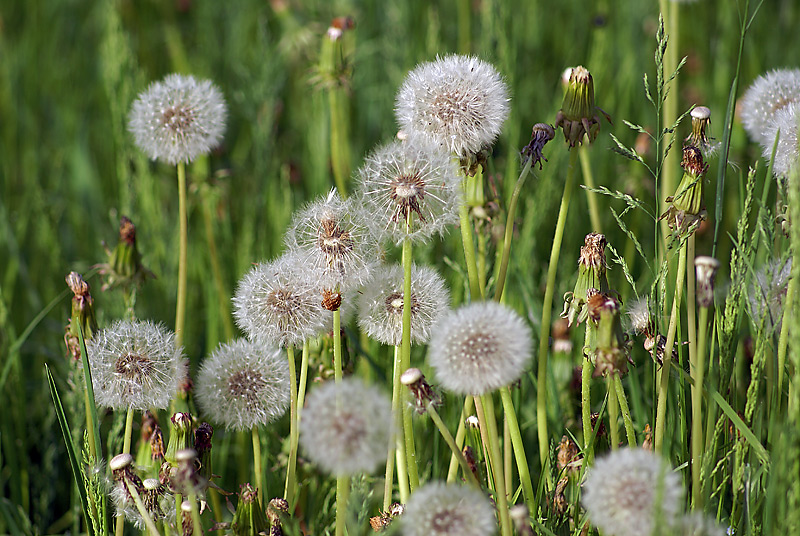 Изображение особи Taraxacum officinale.