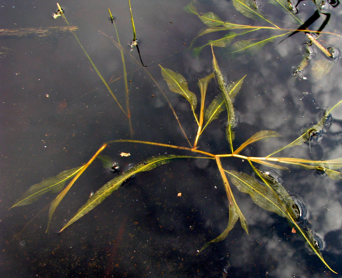 Image of Potamogeton lucens specimen.