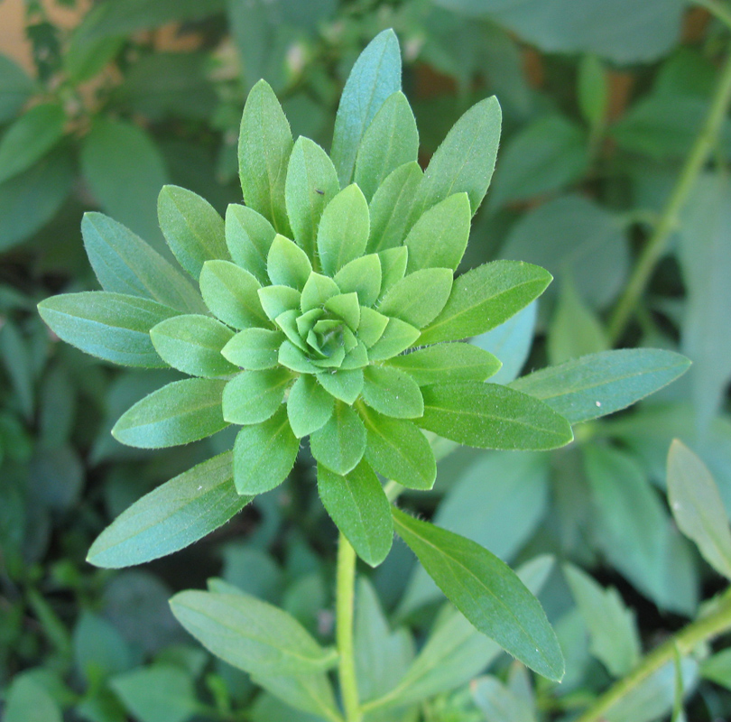 Изображение особи Callistephus chinensis.