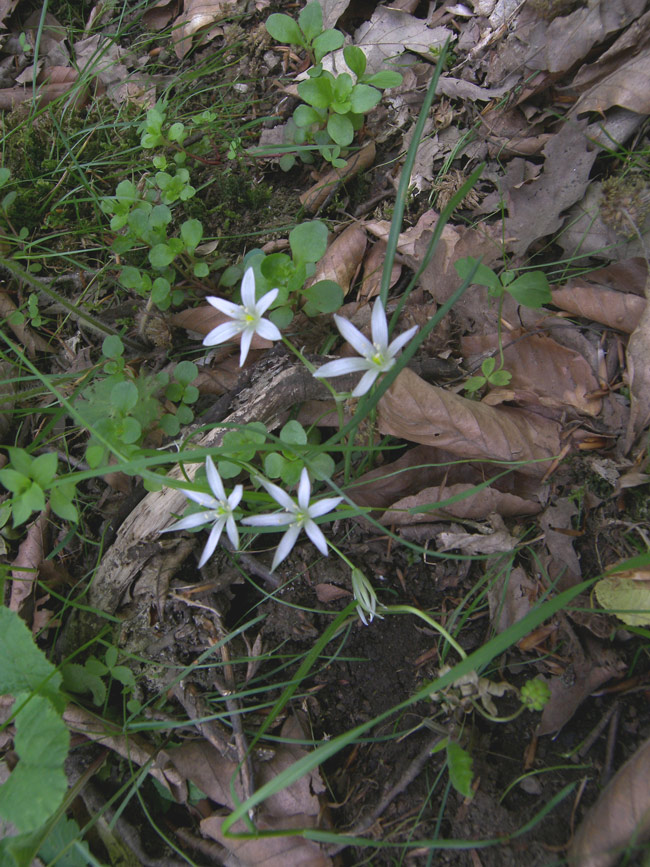 Image of Ornithogalum sintenisii specimen.