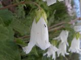 Campanula alliariifolia