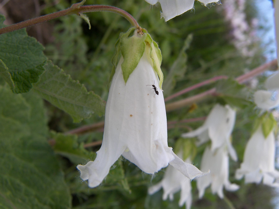 Image of Campanula alliariifolia specimen.