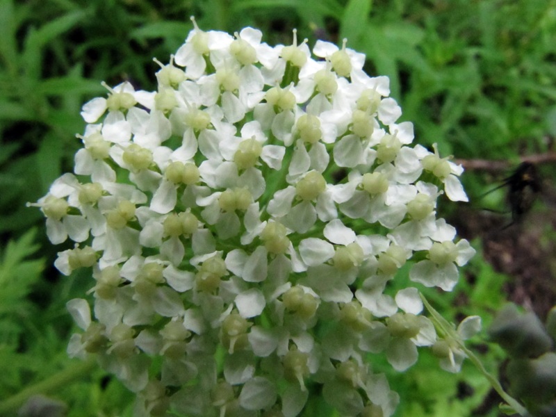 Изображение особи Pleurospermum uralense.
