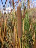 Typha angustifolia