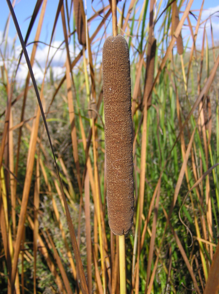 Image of Typha angustifolia specimen.