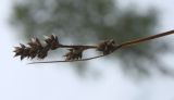 Carex brunnescens